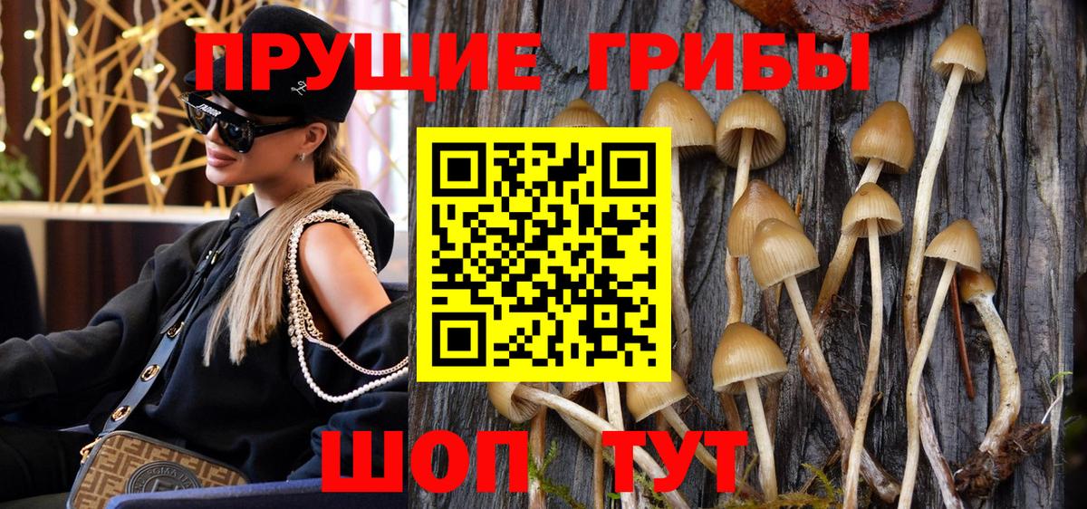 Галлюциногенные грибы Psilocybine cubensis Чернушка